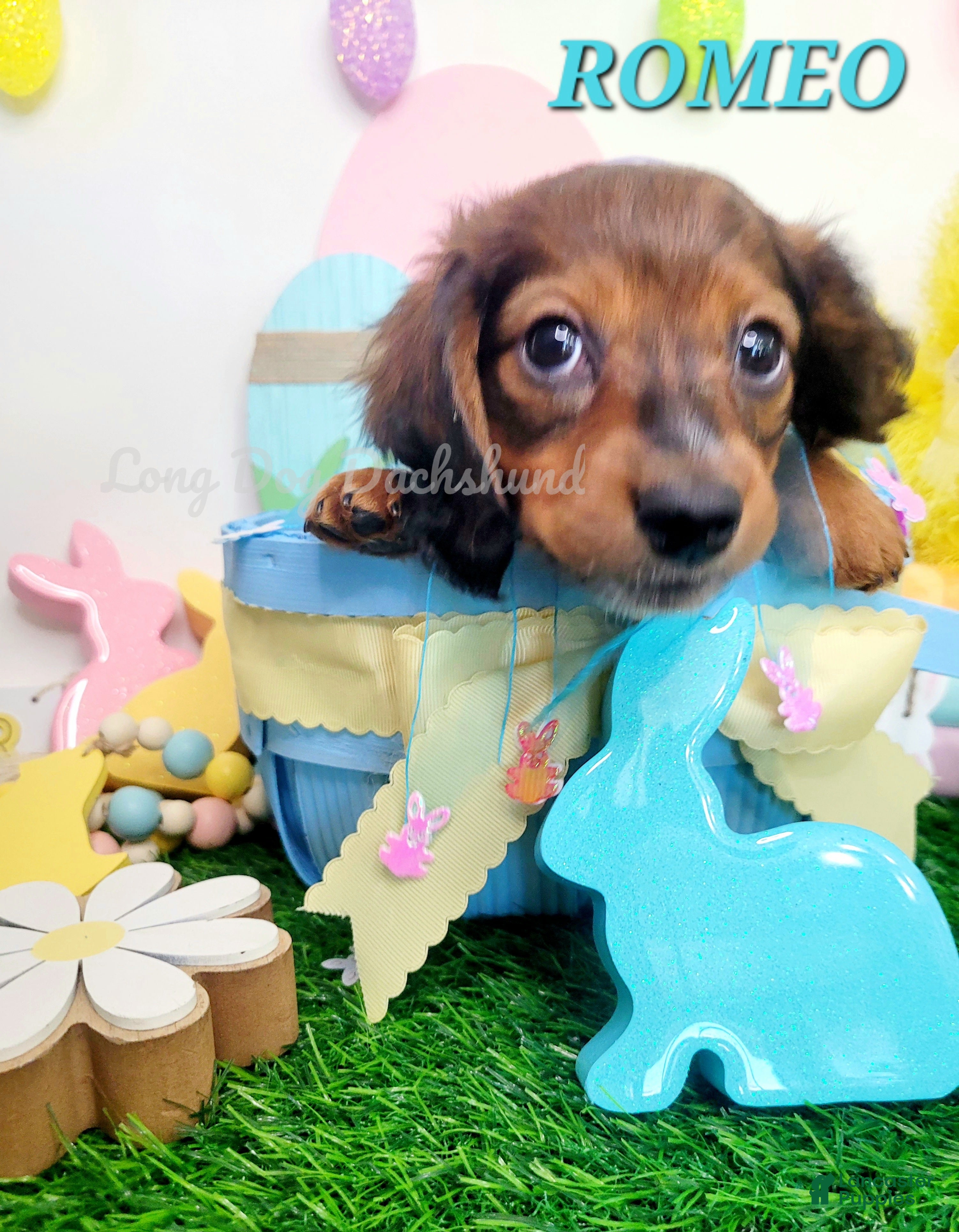 Miniature Dachshund dogs Romeo - Ad 10