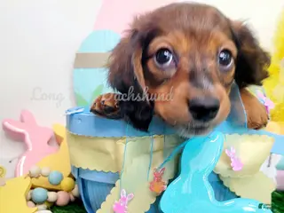 Miniature Dachshund dogs Romeo - Ad 10