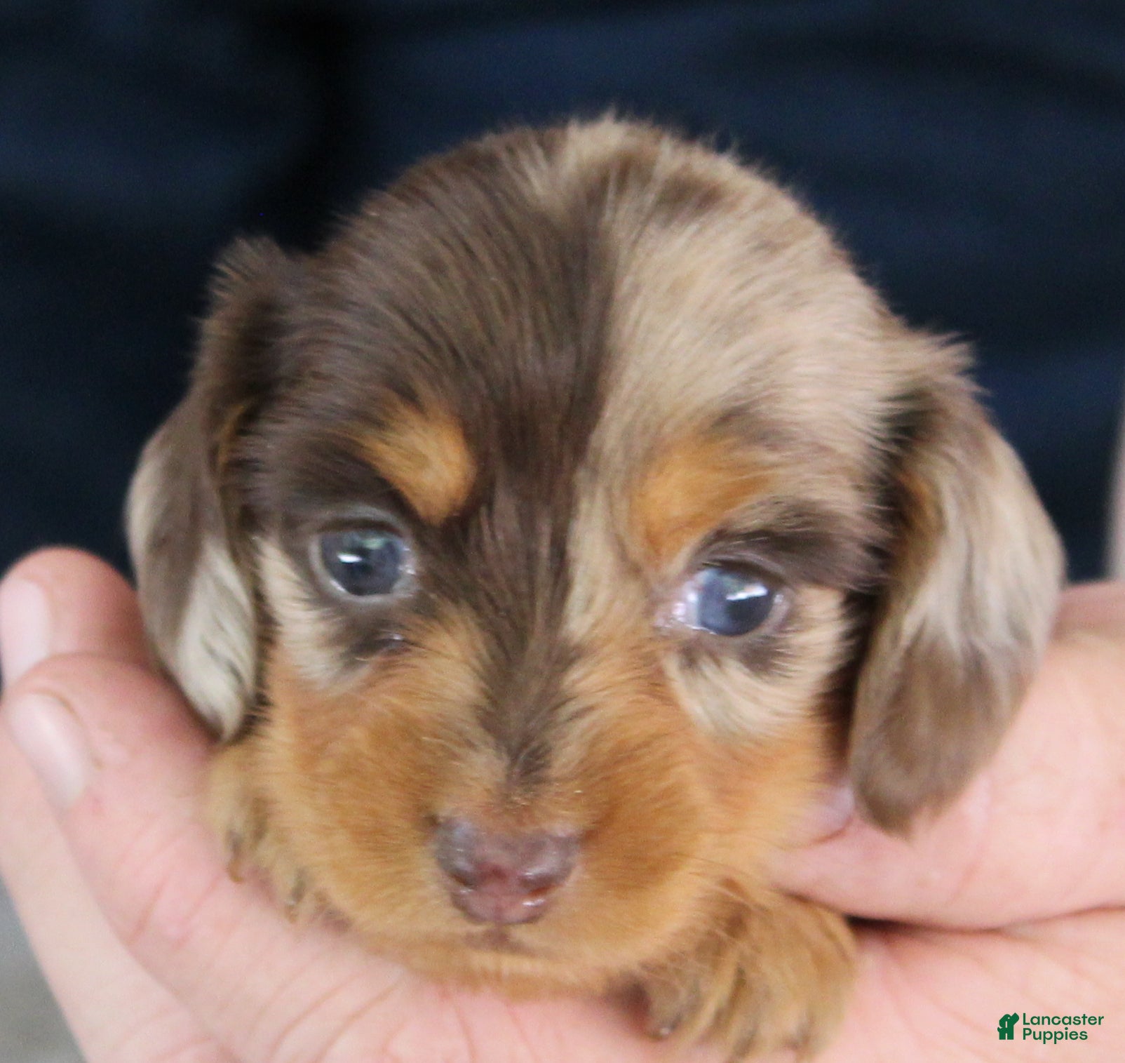 Miniature Dachshund dogs Mable - Ad 2