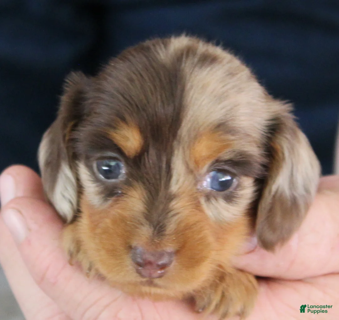 Miniature Dachshund dogs for sale: Mable - Ad 2