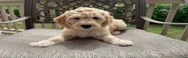 Esther
