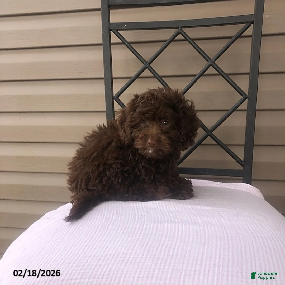 Doxiepoo dogs for sale: Teddy - Ad 2