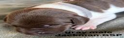 German Shorthaired Pointer dogs for sale: Gray Male - Ad 3
