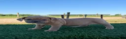 Olde English Bulldogge dogs for sale: Luna - Ad 5
