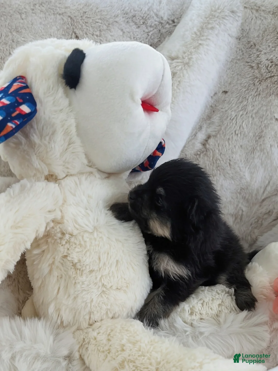 Pomeranian dogs for sale: Pomeranian 3 - Ad 2