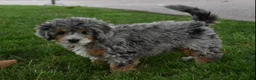 Mini Bernedoodle dogs for sale: Jazzie F1b - Ad 2