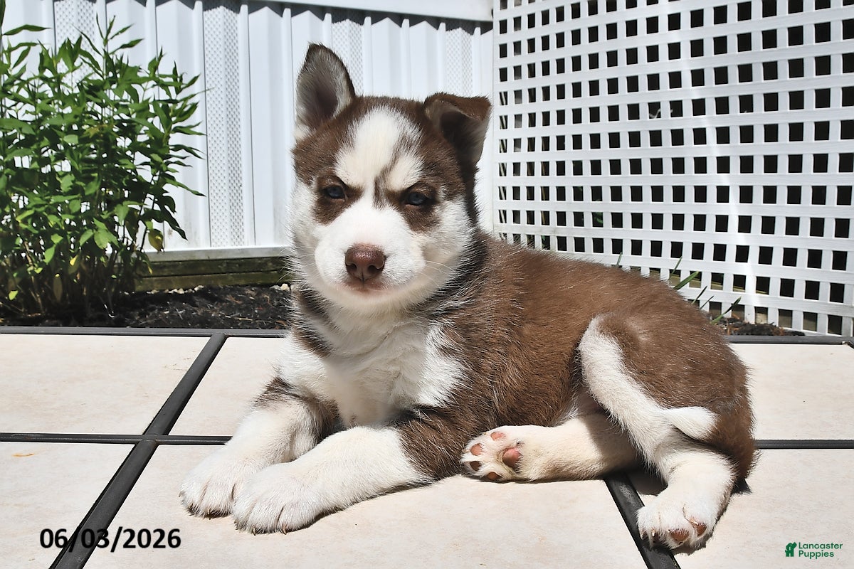 Siberian Husky dogs for sale: Candy - Ad 1