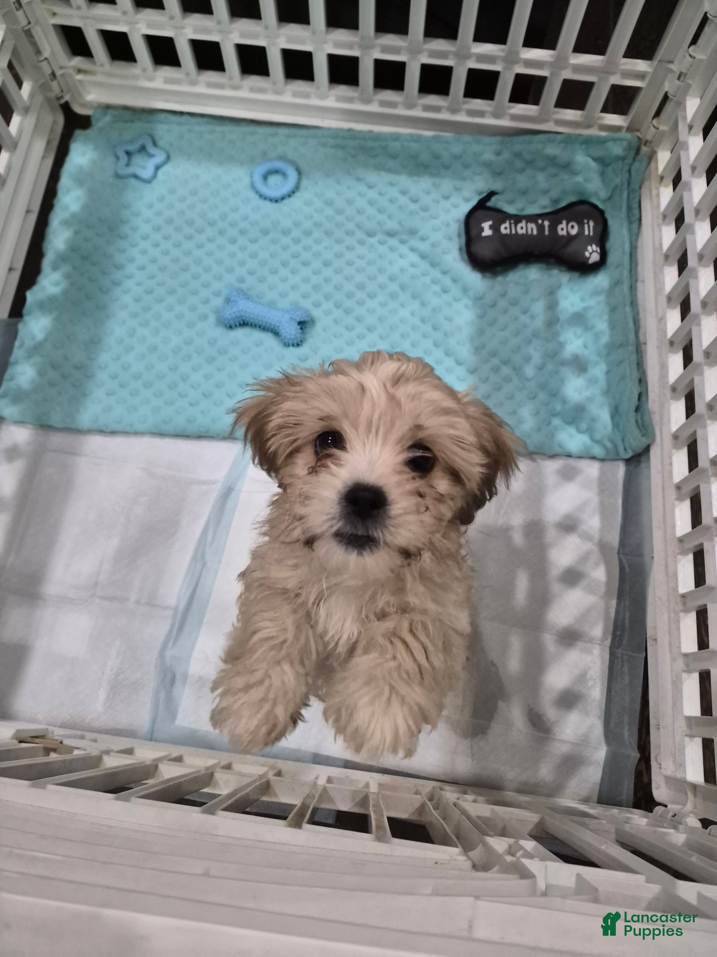 Shorkie dogs Shorkie Puppy 1 - Ad 19