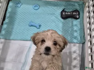 Shorkie dogs Shorkie Puppy 1 - Ad 19