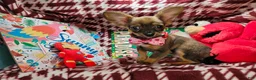 Chihuahua dogs for sale: Teddy Griz ( LH 6 lb) - Ad 2