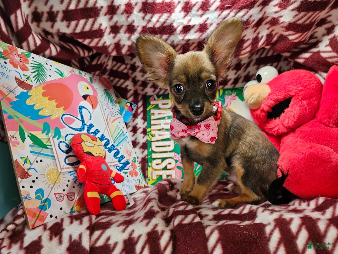 Chihuahua dogs for sale: Teddy Griz ( LH 6 lb) - Ad 2
