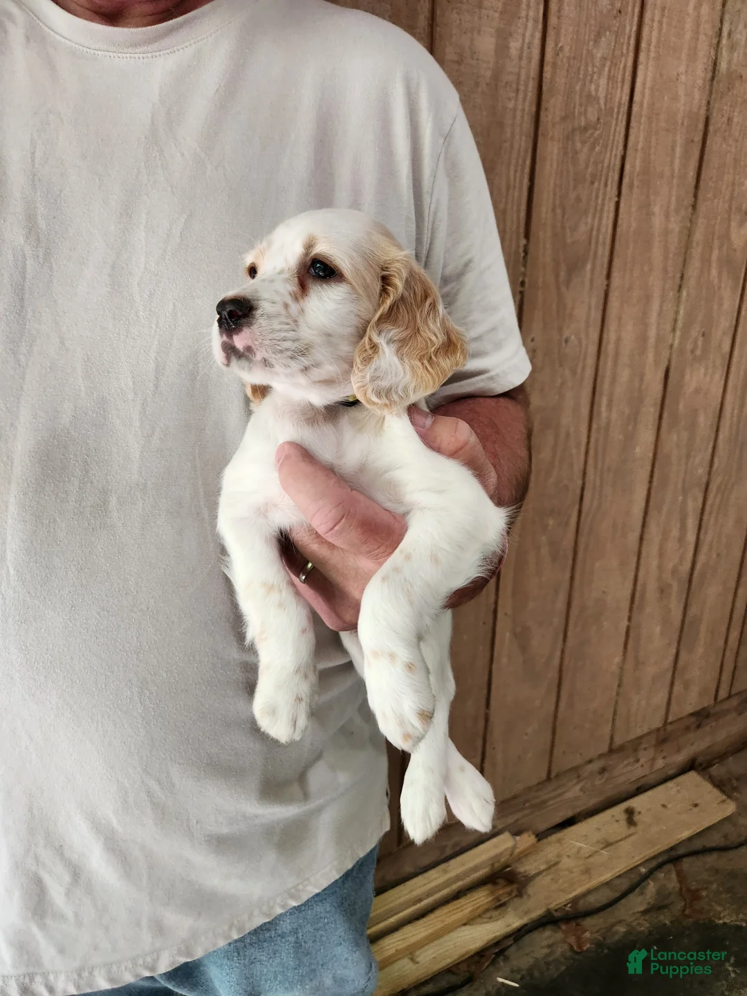 English Setter dogs for sale: Llewellin Setter Female 1 - Ad 1