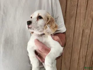 English Setter dogs Llewellin Setter Female 1 - Ad 4