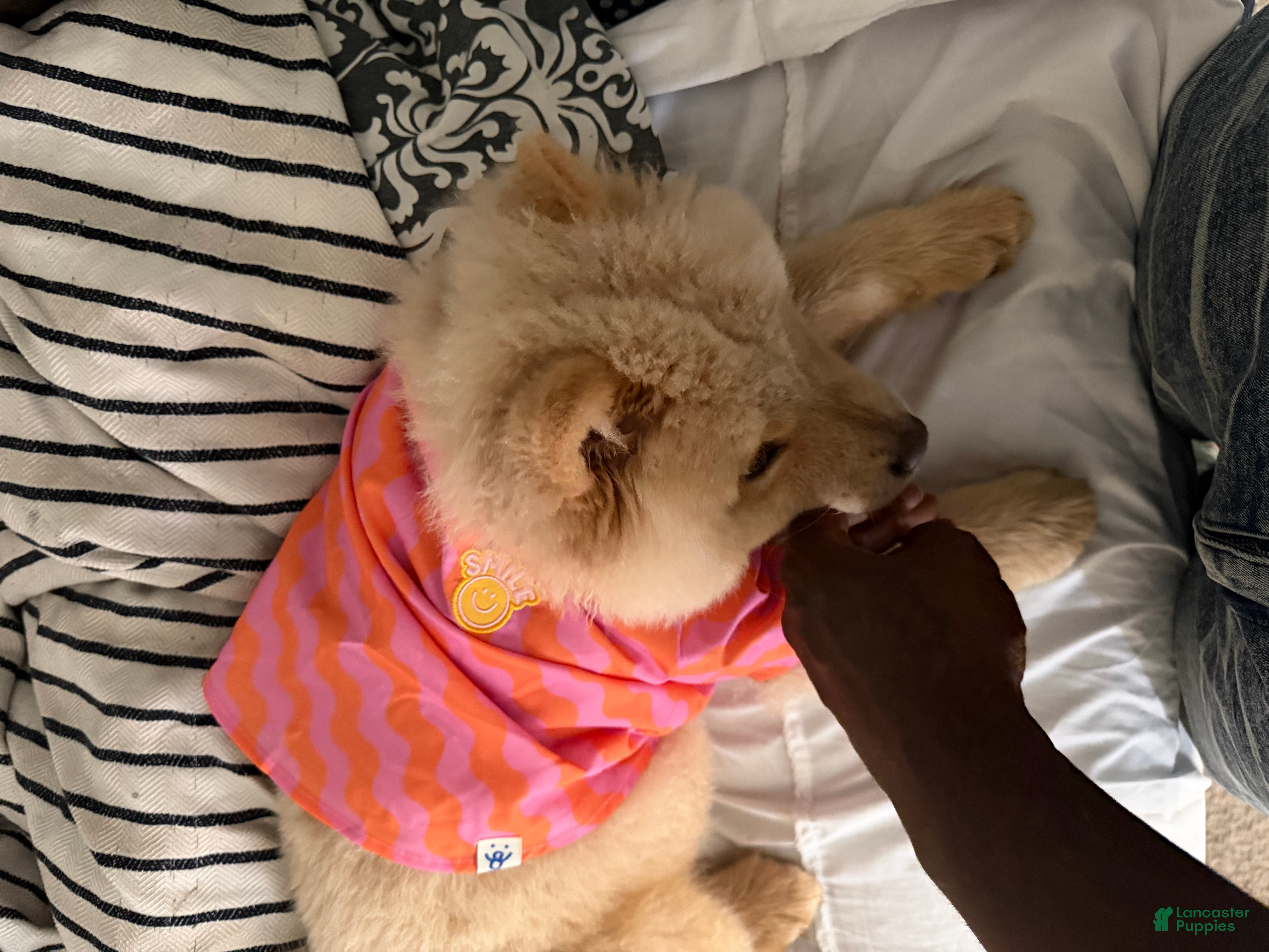 Chow Chow (Chow Chow, Female) in Raleigh, NC