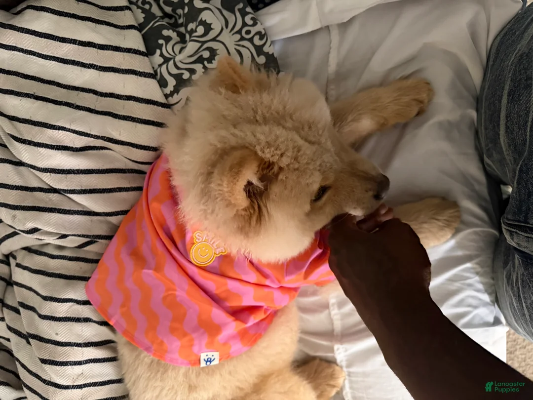 Chow Chow dogs for sale: Chow Chow 1 - Ad 1