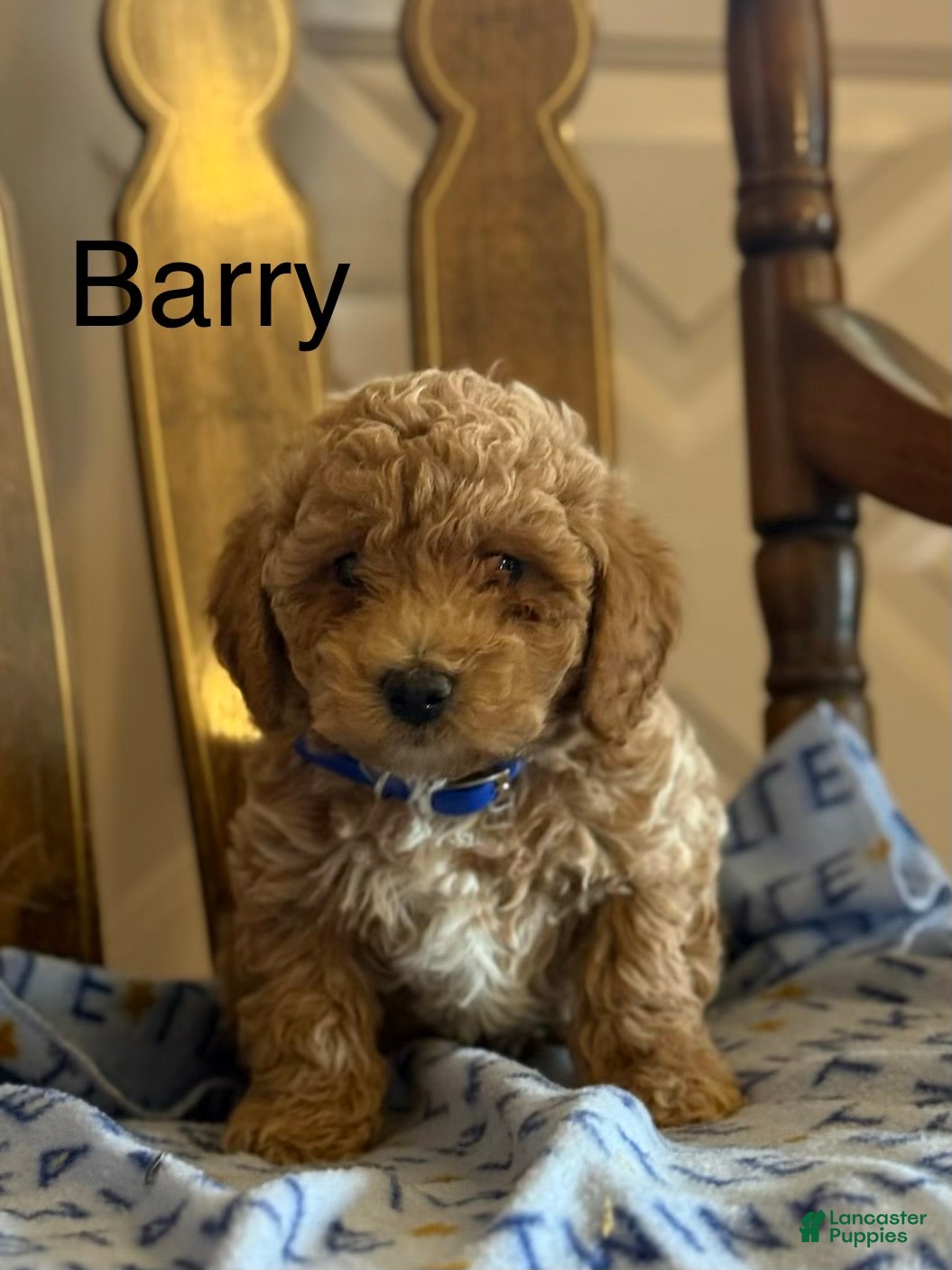 Bichpoo dogs Barry - Ad 11