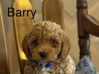 Bichpoo dogs Barry - Ad 11