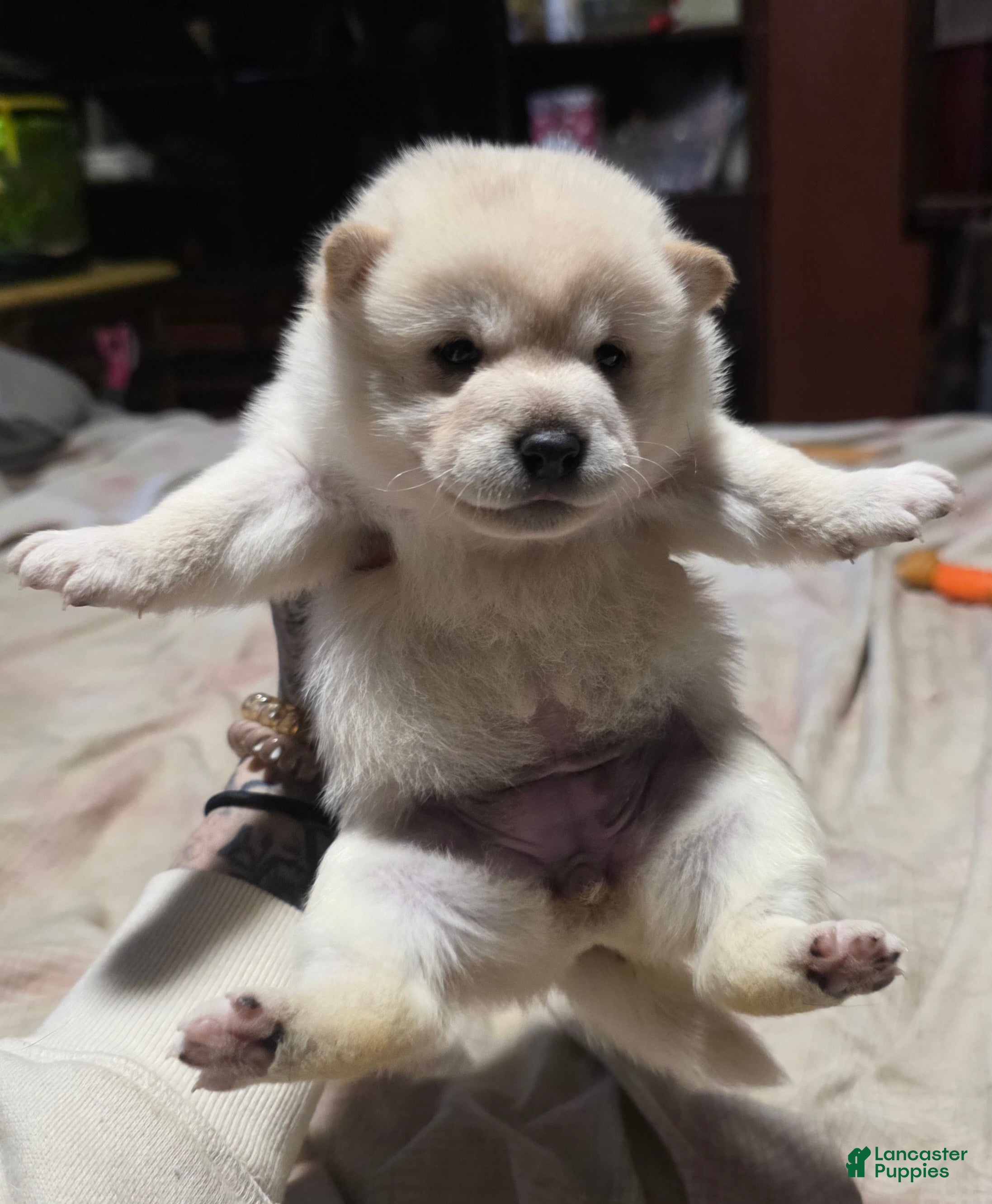 Shiba Inu dogs Shiba Inu Puppy 3 - Ad 2