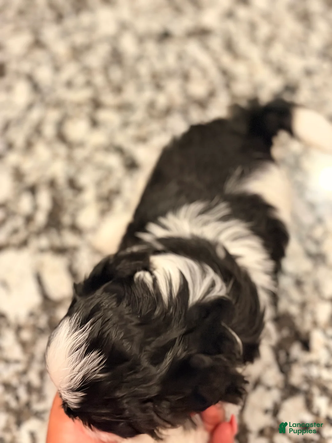 Shih Tzu dogs for sale: Shih Tzu 2 - Ad 2