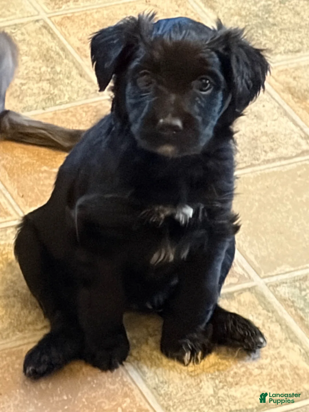 Aussiedoodle dogs for sale: Vlad - Ad 1