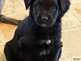 Aussiedoodle dogs Vlad - Ad 7