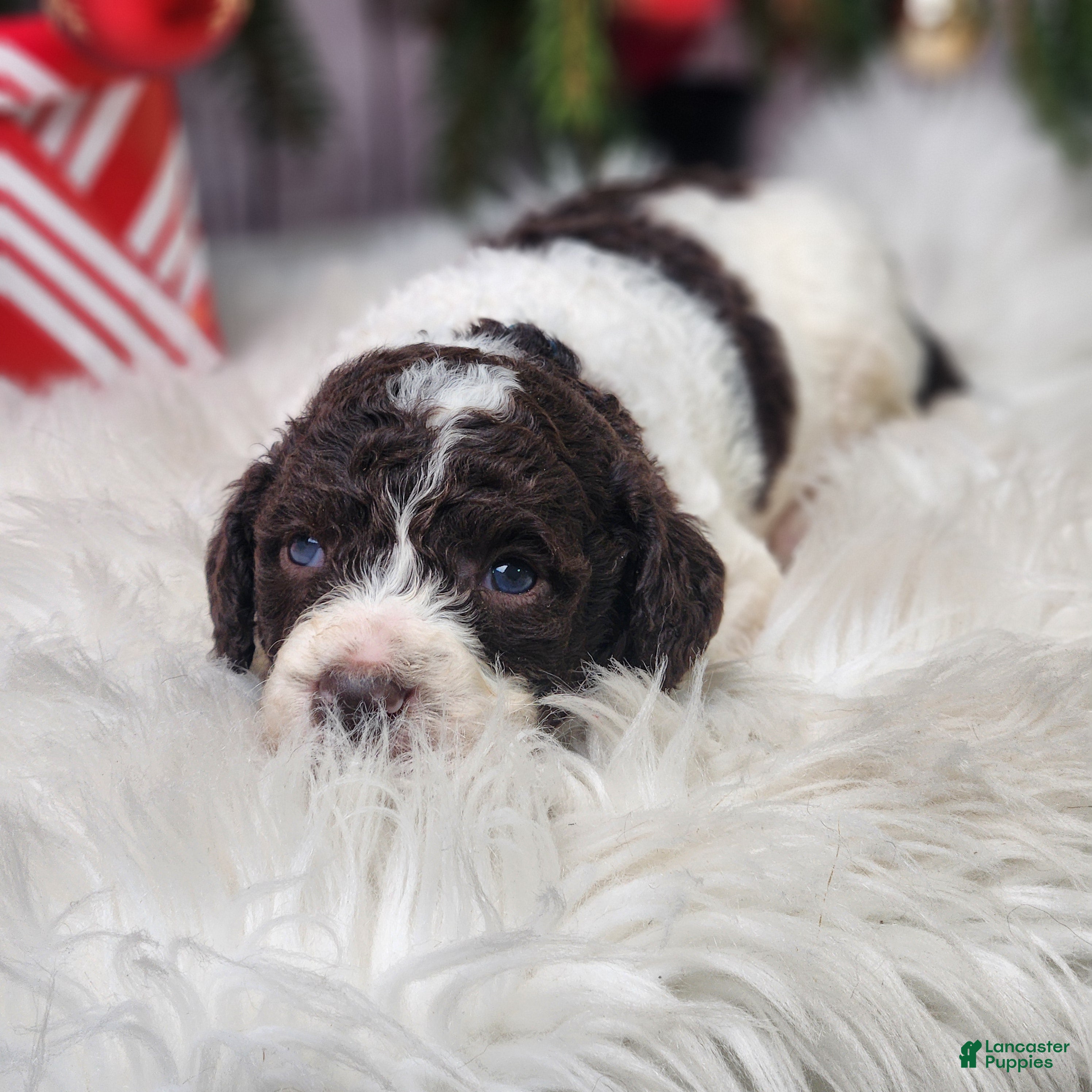 Labradoodle dogs James - F1B - Ad 6