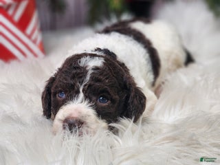 Labradoodle dogs James - F1B - Ad 2