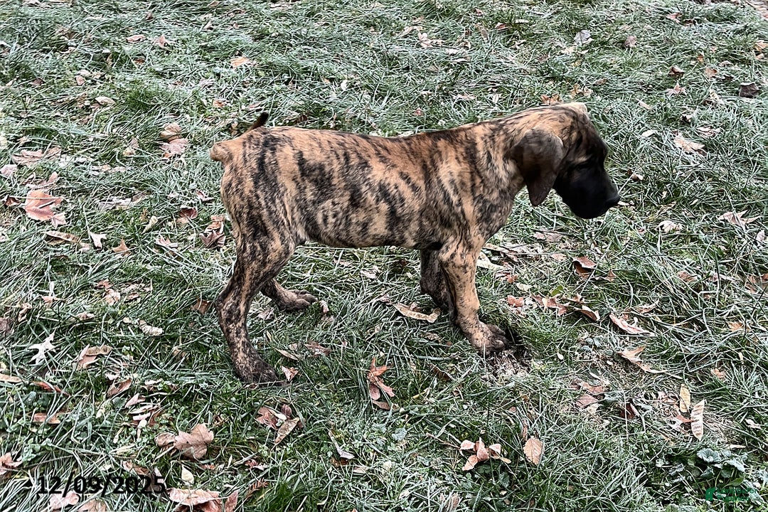 Great Dane dogs for sale: Bandit - Ad 3