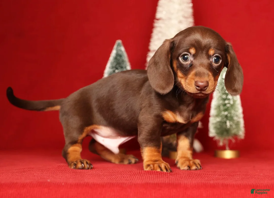 Miniature Dachshund dogs for sale: Ronnie - Ad 4