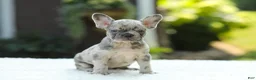 French Bulldog dogs for sale: Joy - Ad 5