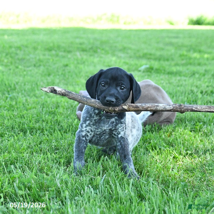 German Shorthaired Pointer dogs Royal - Ad 2