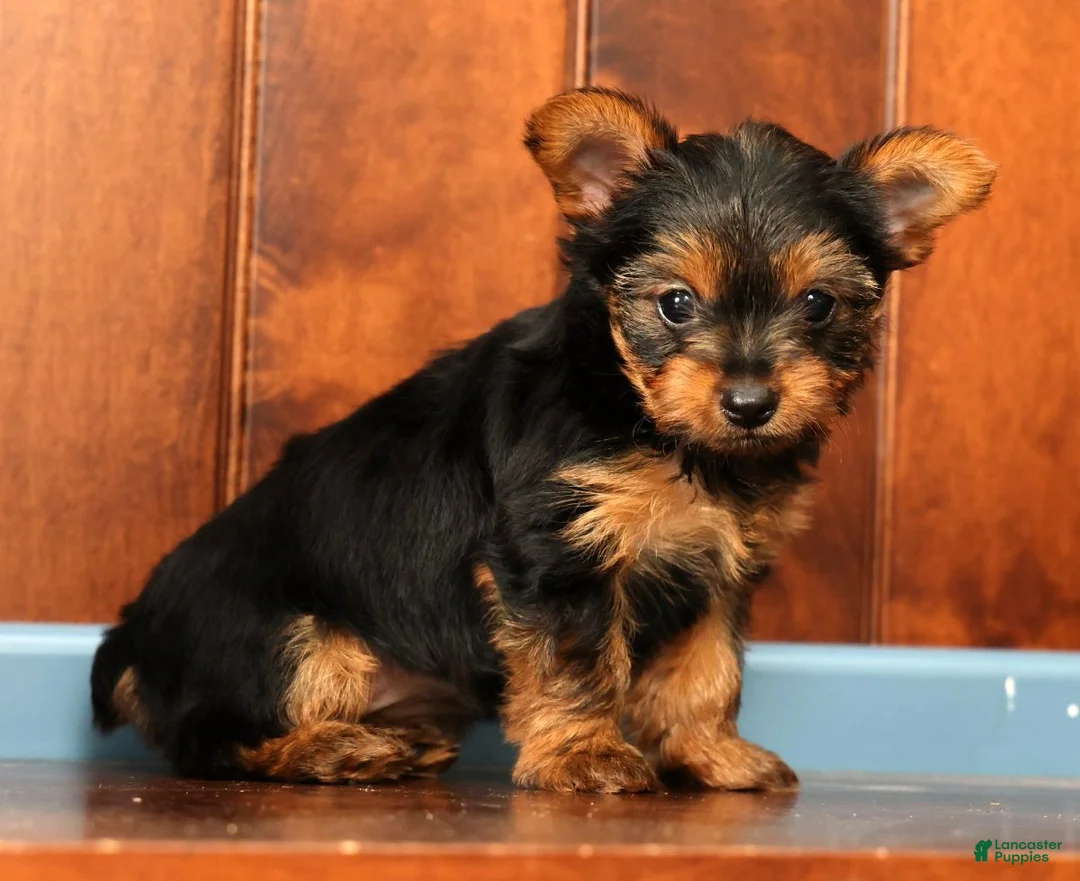 Yorkshire Terrier dogs for sale: Talia - Ad 2