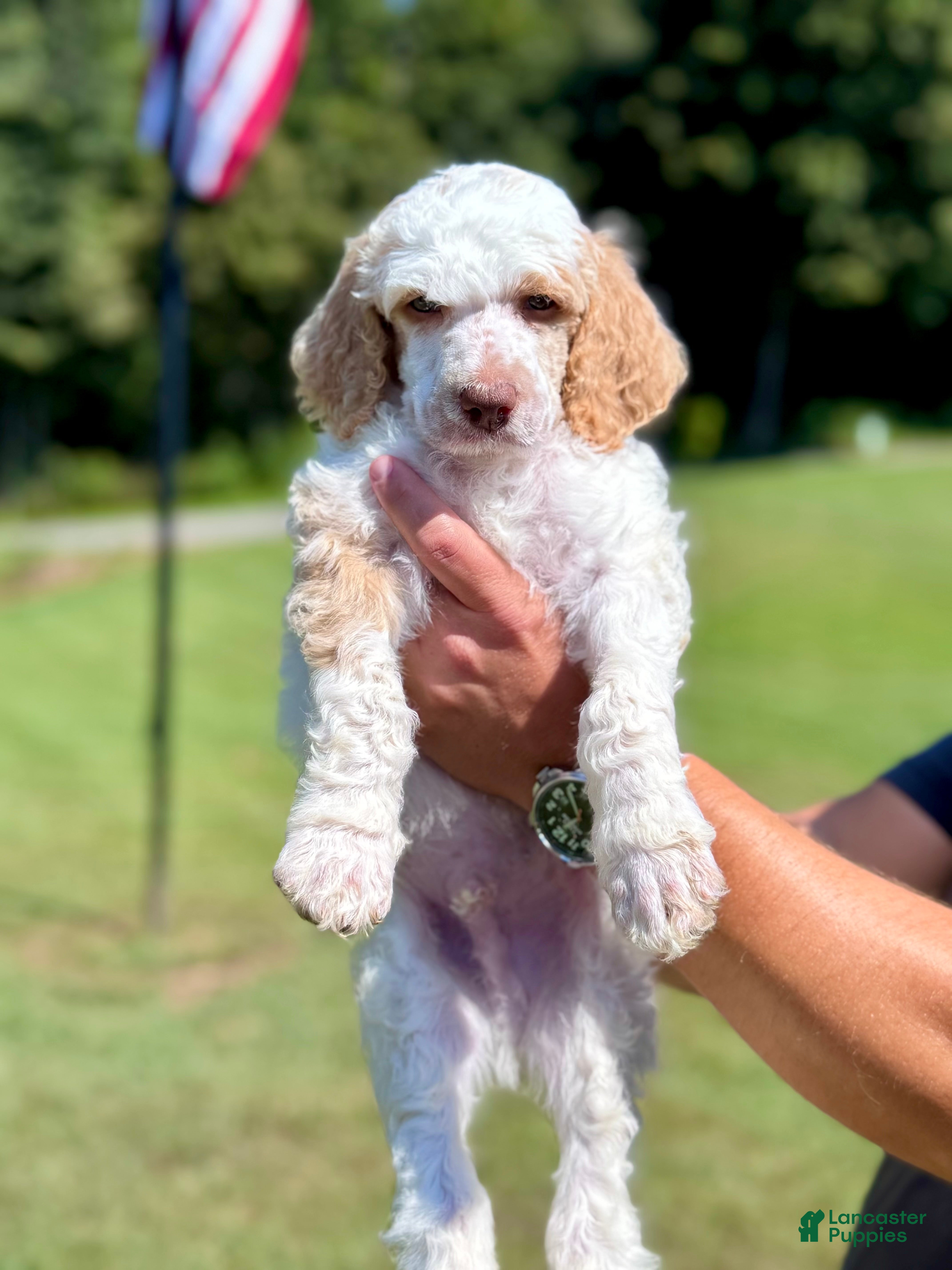 Standard Poodle dogs Green collar - Ad 1