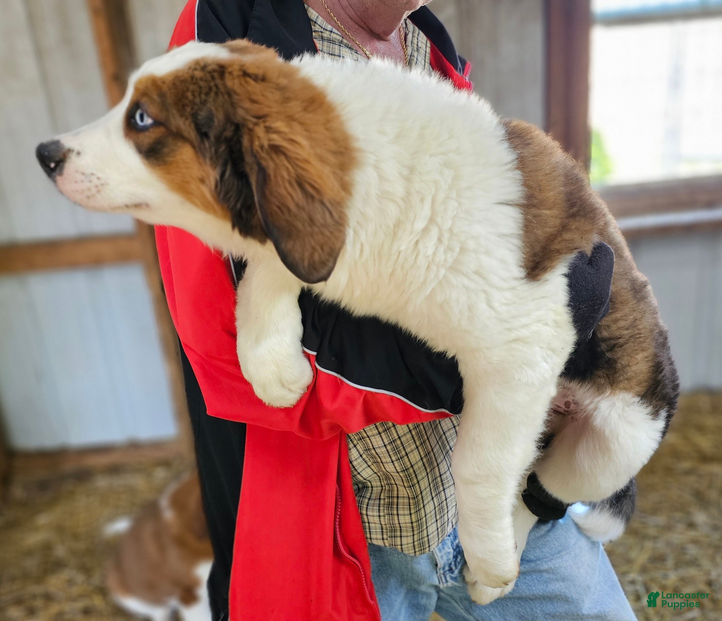 Mixed Breed dogs Mixed Breed Puppy 1 - Ad 2