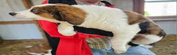 Mixed Breed dogs for sale: Mixed Breed Puppy 1 - Ad 2