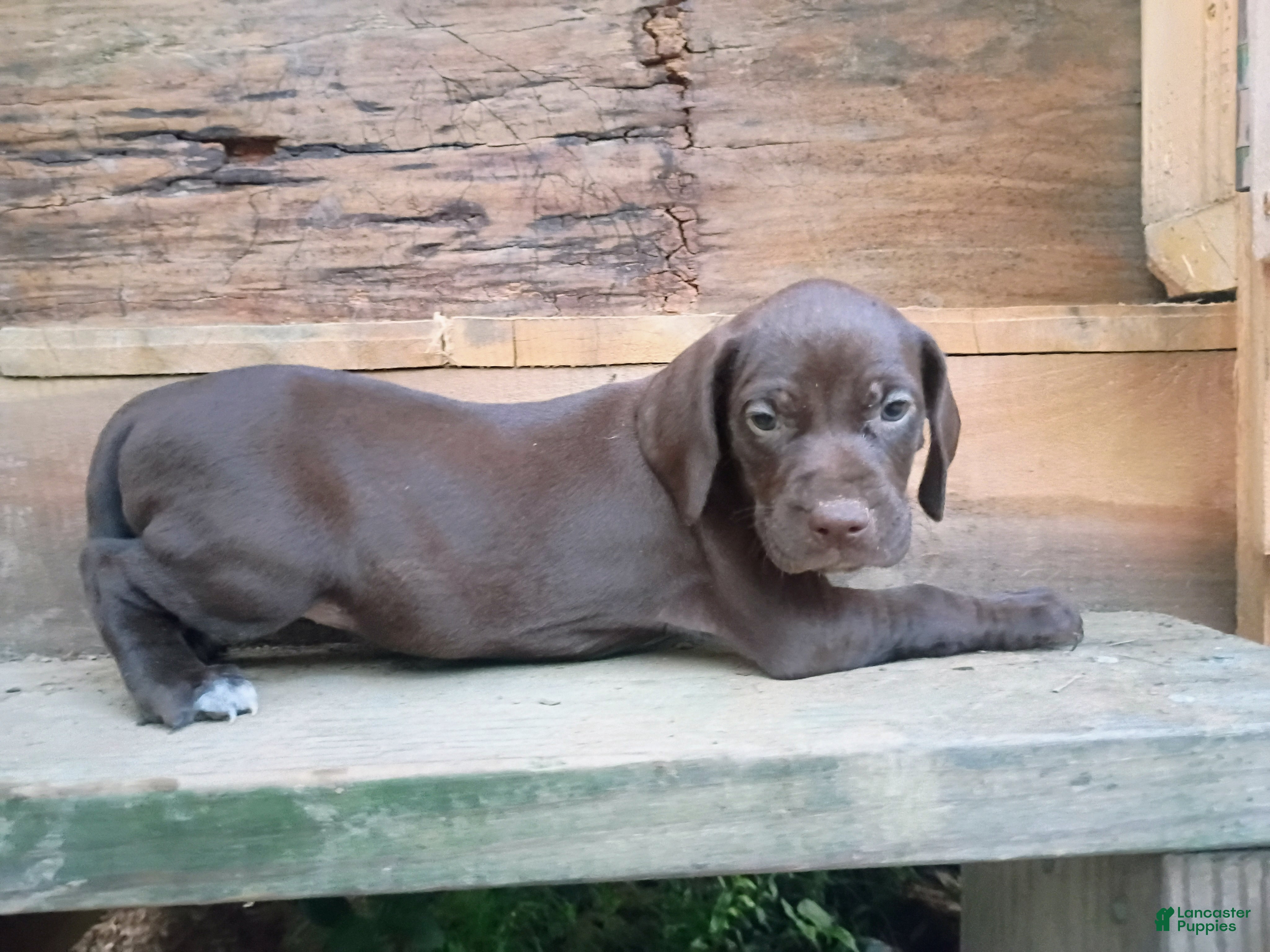 German Shorthaired Pointer dogs German Shorthaired Pointer 2 - Ad 39