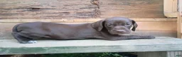 German Shorthaired Pointer dogs for sale: German Shorthaired Pointer 2 - Ad 1