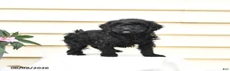 Aussiedoodle dogs for sale: Rex - Ad 2