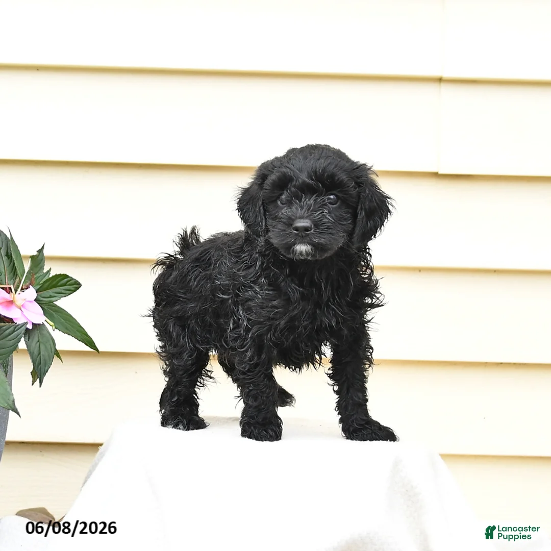 Aussiedoodle dogs for sale: Rex - Ad 2