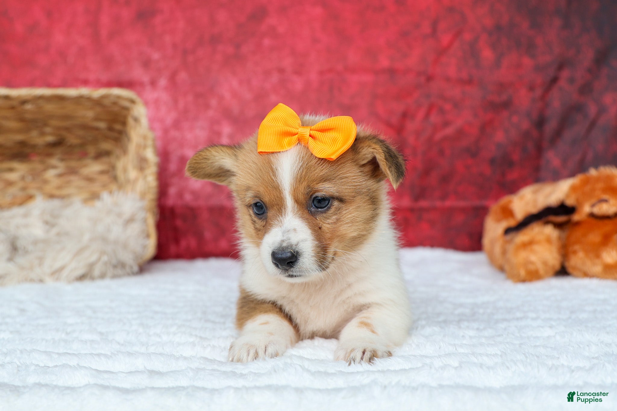 Welsh Corgi Pembroke dogs Audrey🦴  - Ad 2