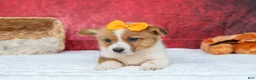 Welsh Corgi Pembroke dogs for sale: Audrey🦴  - Ad 2