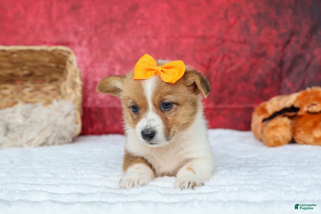 Welsh Corgi Pembroke dogs for sale: Audrey🦴  - Ad 2