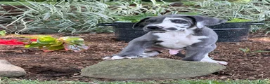 Pringles Great Dane 