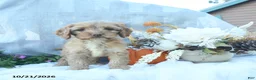 Cockapoo dogs for sale: Amber - Ad 3