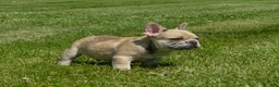 Mixed Breed dogs for sale: Silas  - Ad 7