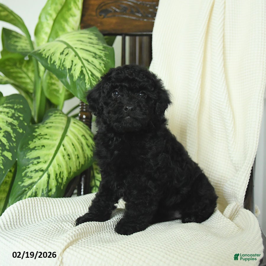 Miniature Poodle dogs Shadow - Ad 2
