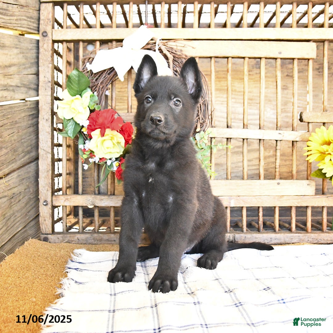 Mixed Breed dogs for sale: Owen - Ad 8