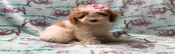 Miniature Poodle dogs for sale: Taffy - Ad 3