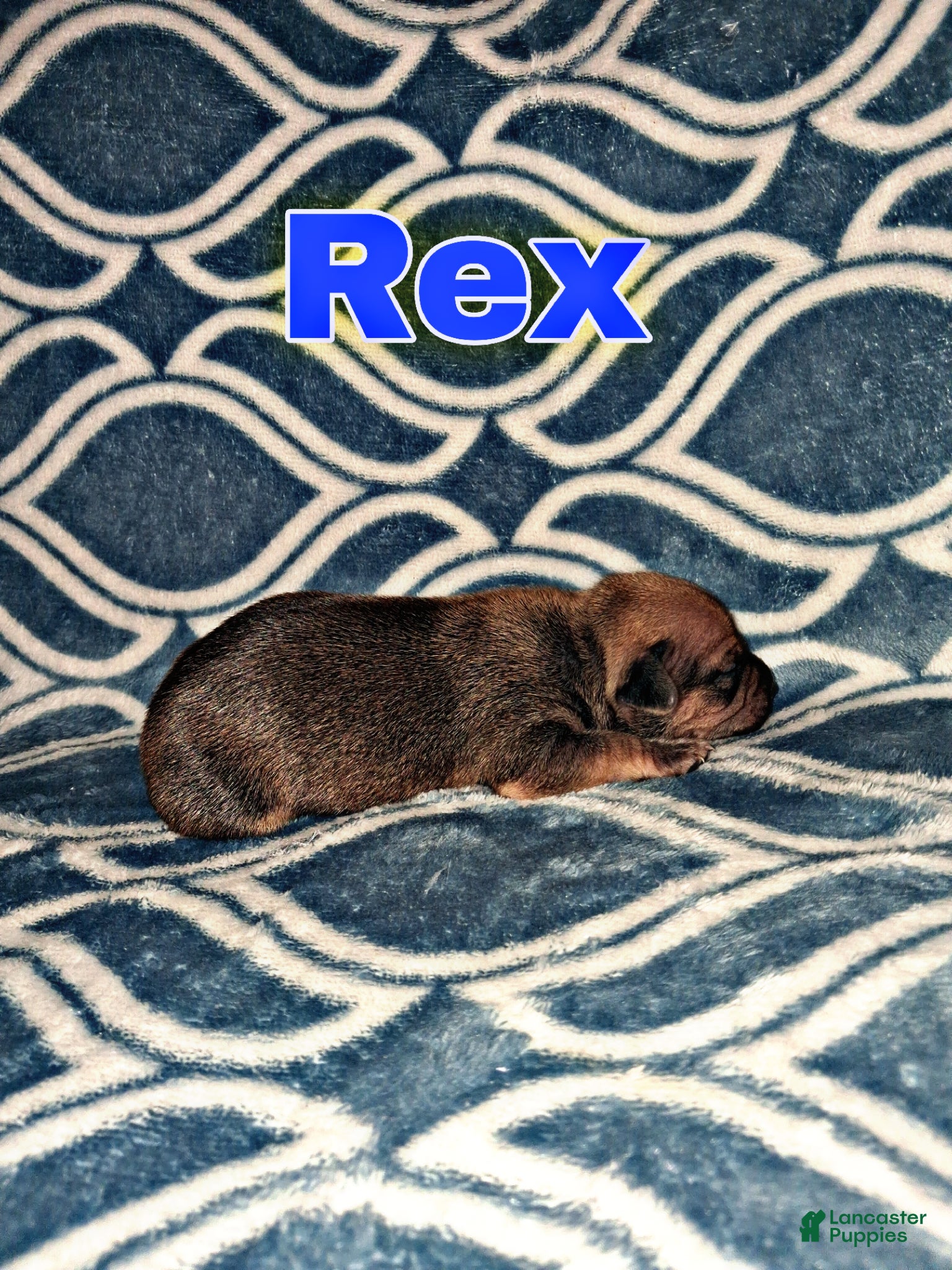 Chorkie dogs Chorkie Puppy Rex - Ad 2
