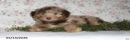 Mini Aussiedoodle dogs for sale: Arno - Ad 4
